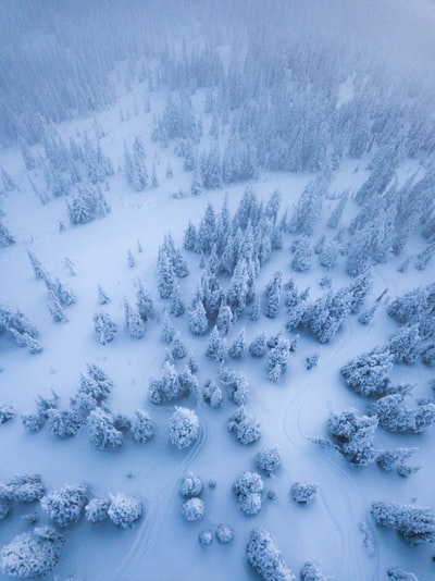 被雪覆盖的树木鸟瞰图